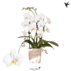 Phal.2-R weiss Fountain T09 H040