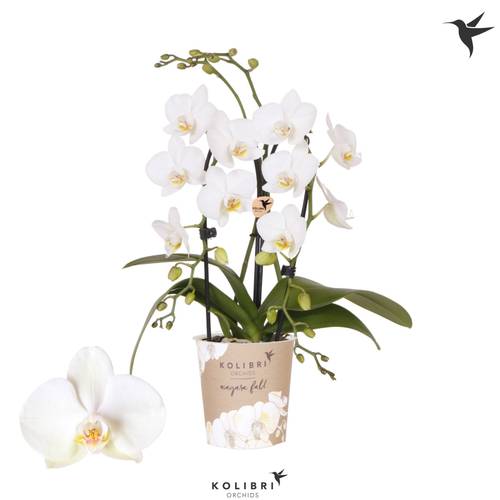 Phal.2-R weiss Fountain T09 H040