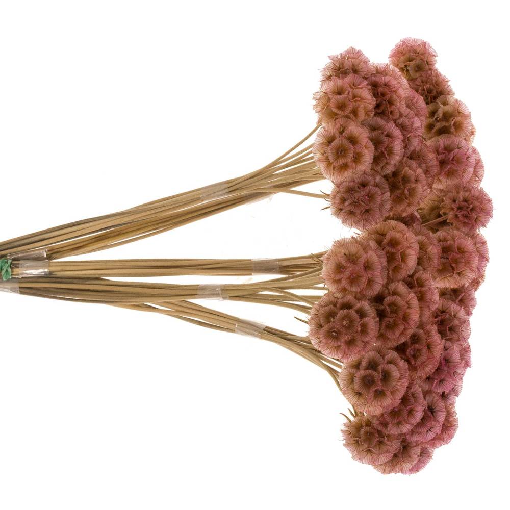Präparierte Sternkugel rosa