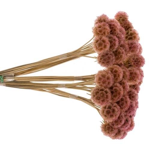Präparierte Sternkugel rosa