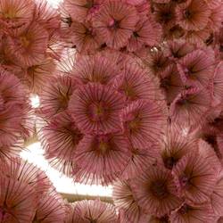 Präparierte Sternkugel rosa