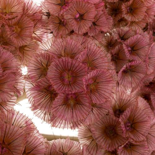 Präparierte Sternkugel rosa
