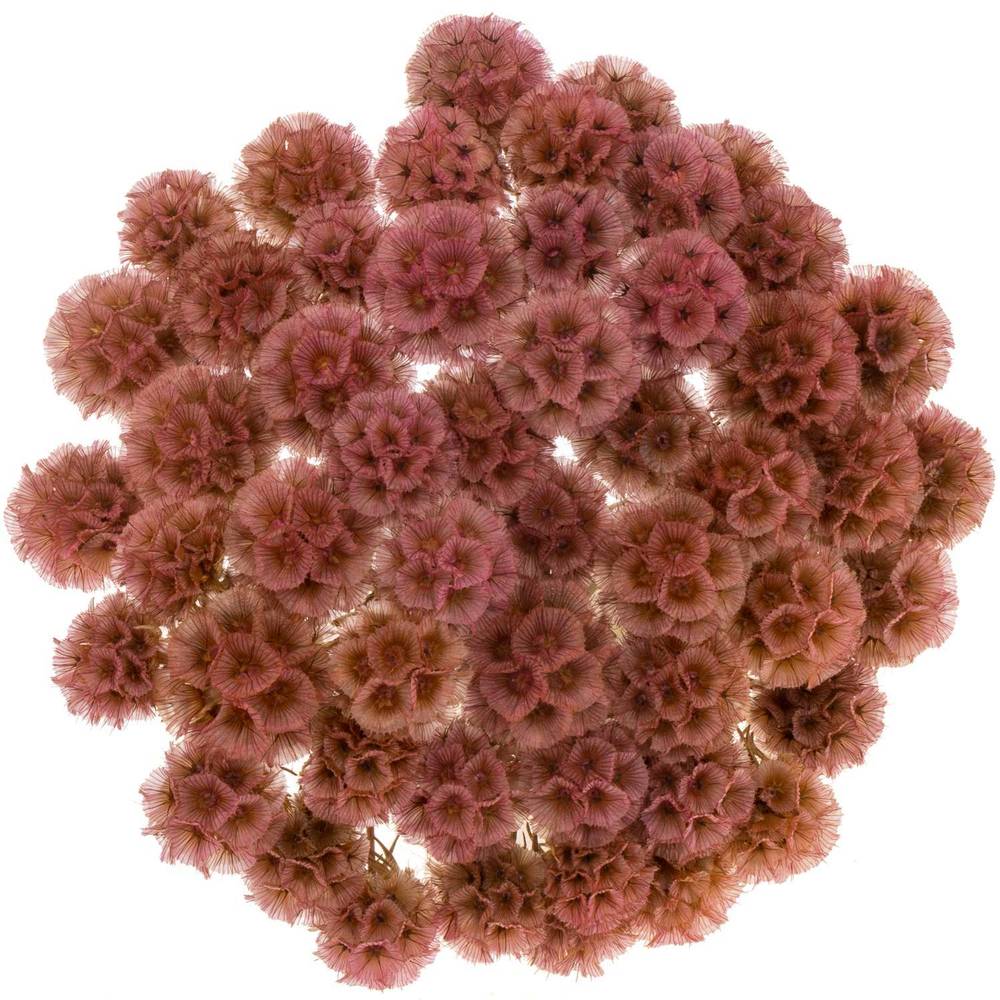 Präparierte Sternkugel rosa