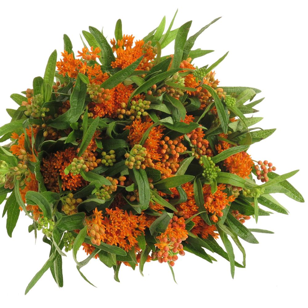 Aesclepia orange 50cm DE