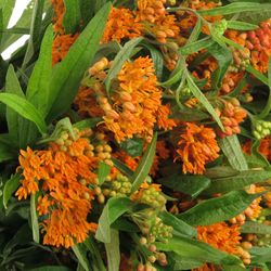 Aesclepia orange 50cm DE