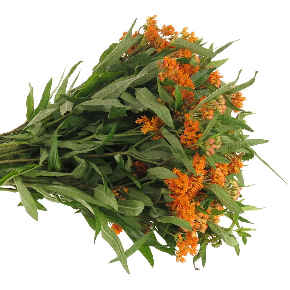 Aesclepia orange 50cm DE