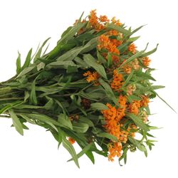 Aesclepia orange 50cm DE