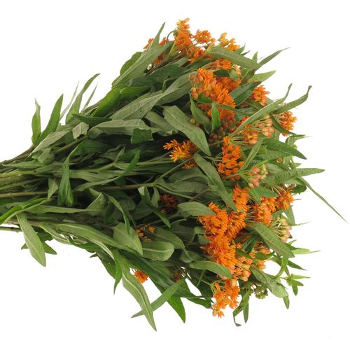 Aesclepia orange 50cm DE