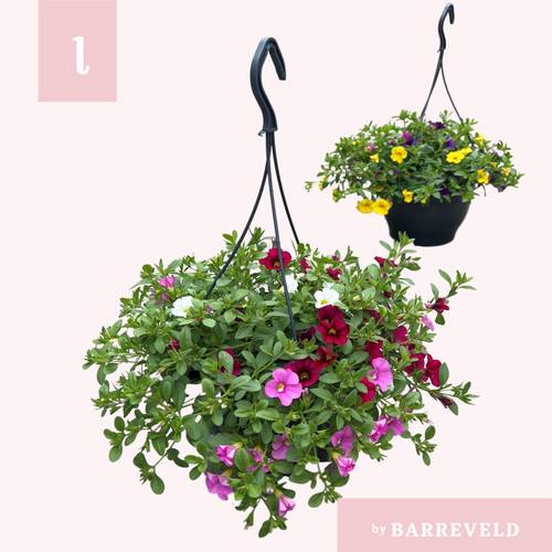 Calibrachoa Tricolor mix im Ampeltopf T23 H030
