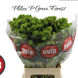 Phlox dunkel grün Green Forest 70cm