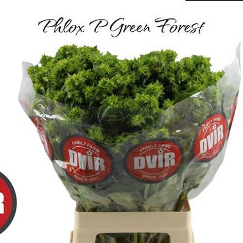 Phlox dunkel grün Green Forest 70cm