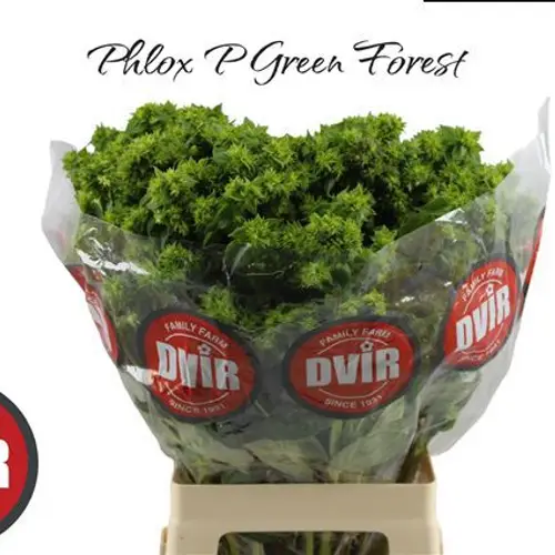 Phlox dunkel grün Green Forest 70cm