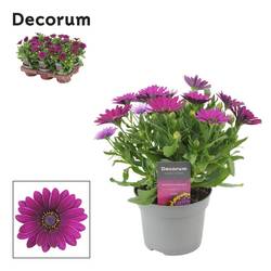 Osteospermum lila Deep Purple T12 H025