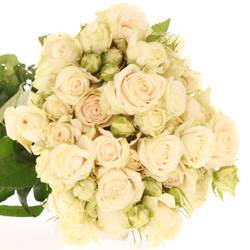 Rose verzweigt creme Super Bubbles 3+Blüte 40cm