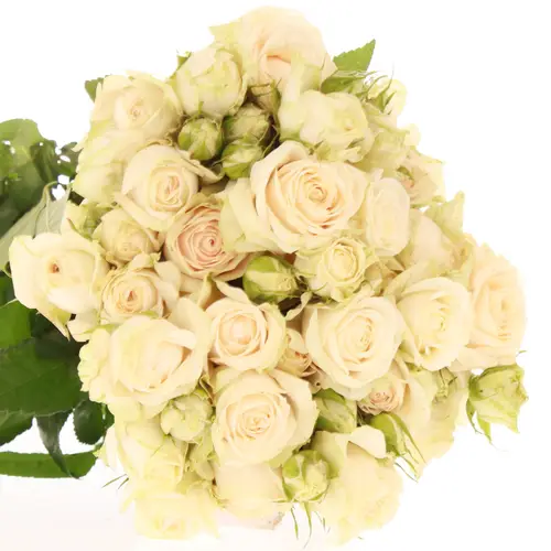 Rose verzweigt creme Super Bubbles 3+Blüte 40cm