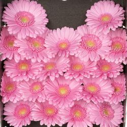 Germini rosa Kimsey