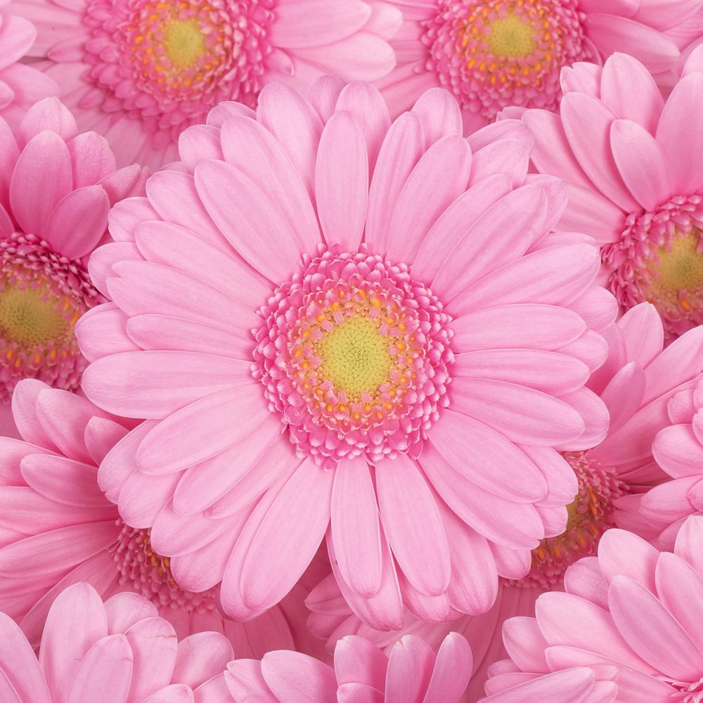Germini rosa Kimsey
