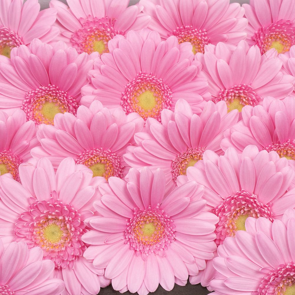 Germini rosa Kimsey