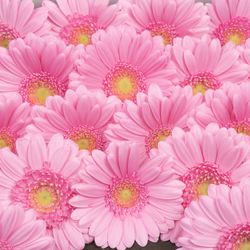Germini rosa Kimsey
