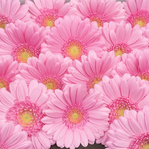 Germini rosa Kimsey
