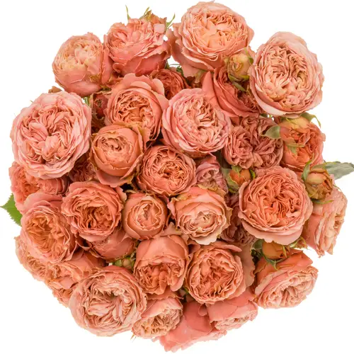 Rose verzweigt rosa Bella Trendsetter 4+50cm