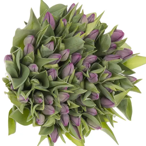 Tulpe lila Stone 28 Gramm