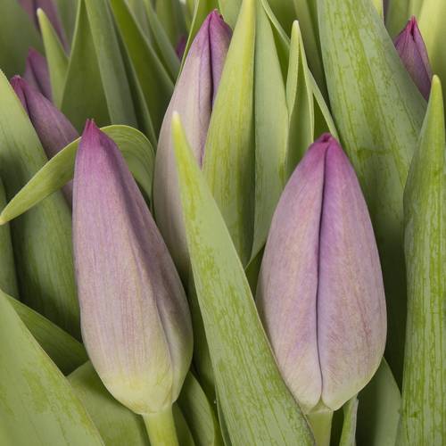 Tulpe lila Stone 28 Gramm