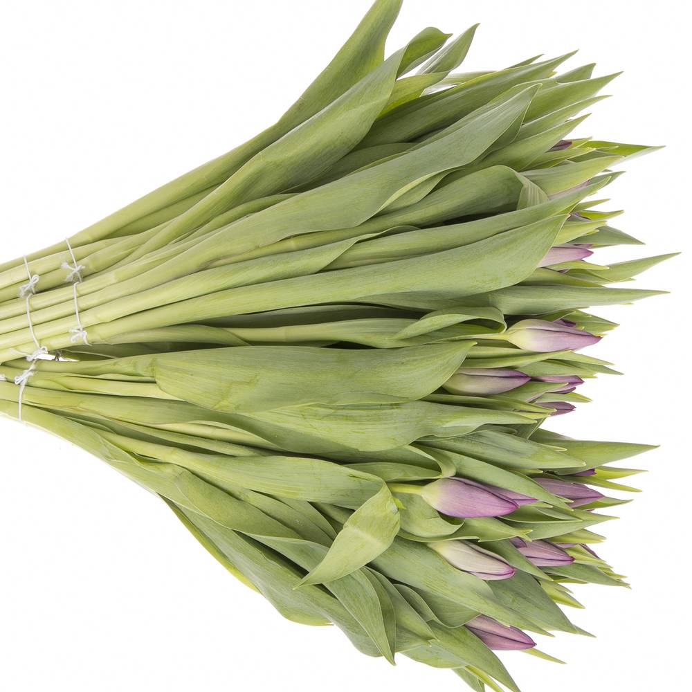 Tulpe lila Stone 28 Gramm