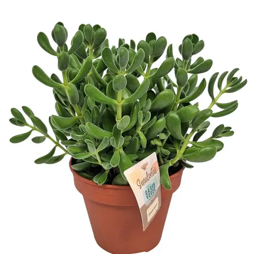 Crassula Rogersii T14 H030