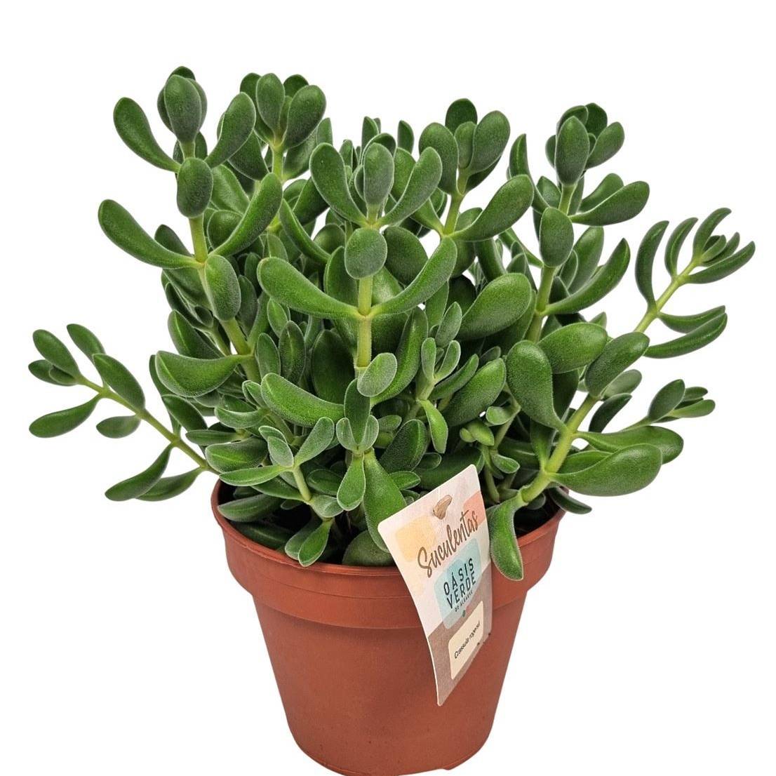 Senecio Himalaya T10,5 H15 (Eden Kollektion (Smit)) | Heyl -  Blumengrohandel / Floristikgrohandel