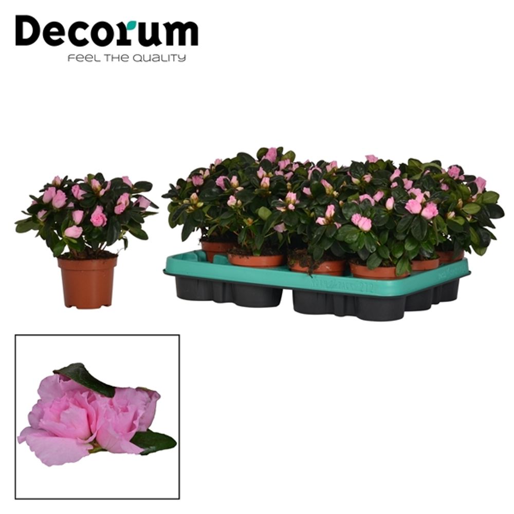 Azalee rosa T09 H20