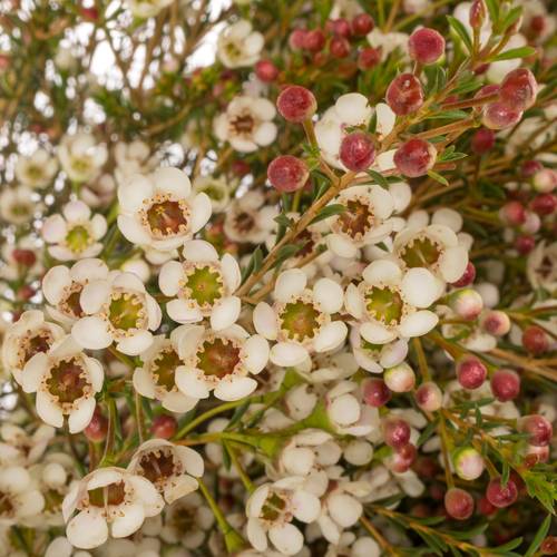 Wachsflower creme Maya 50 Gramm 80cm
