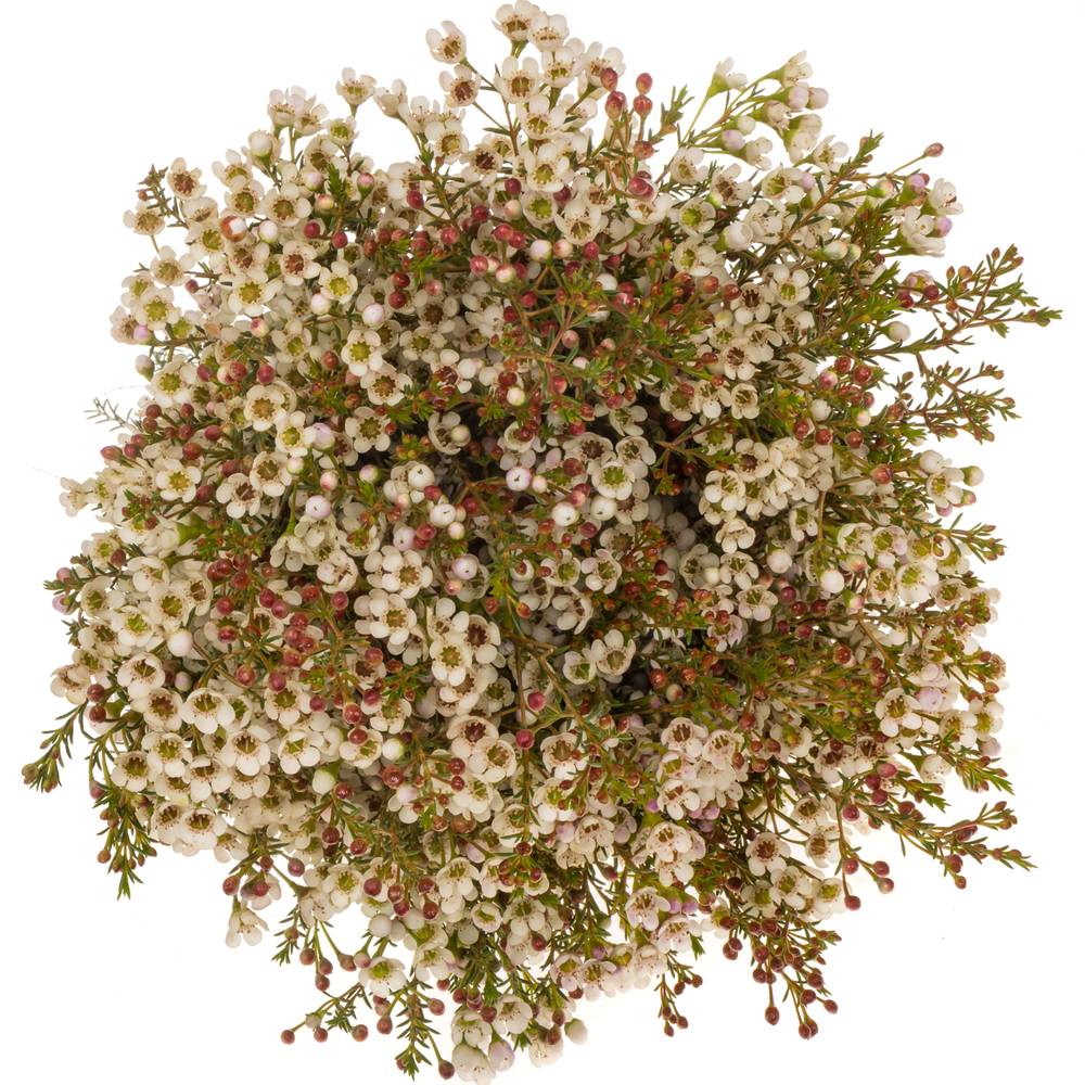 Wachsflower creme Maya 50 Gramm 80cm