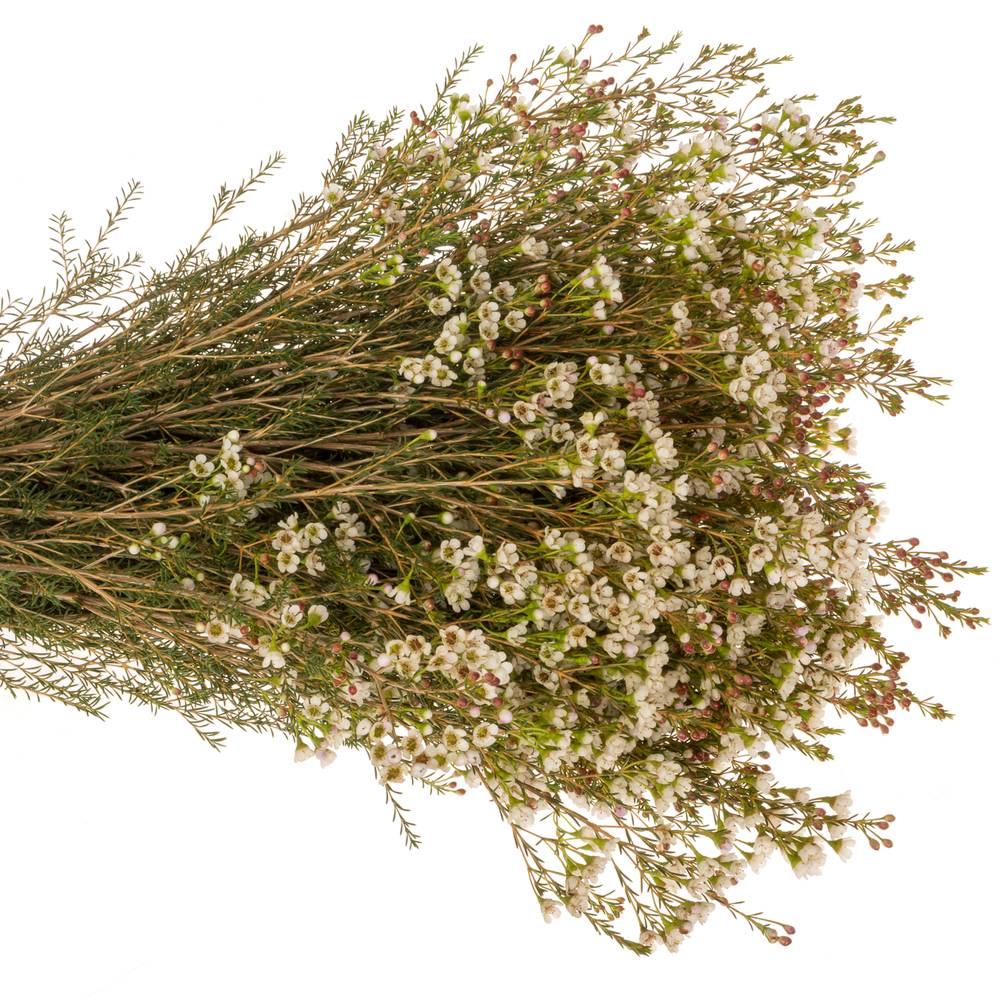 Wachsflower creme Maya 50 Gramm 80cm