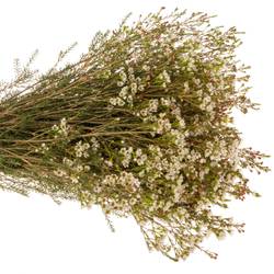 Wachsflower creme Maya 50 Gramm 80cm