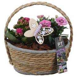 Garten.Arr PTPP6937 T20 H024
