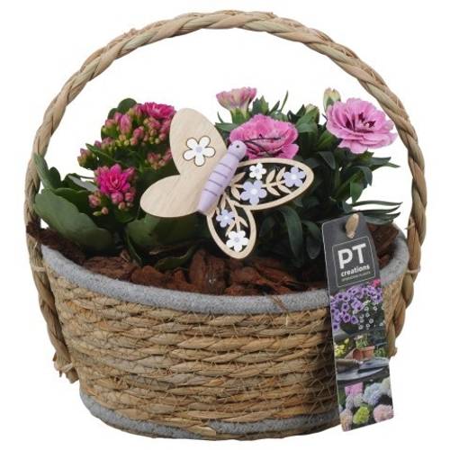 Garten.Arr PTPP6937 T20 H024