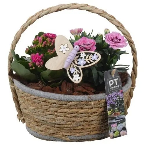 Garten.Arr PTPP6937 T20 H024
