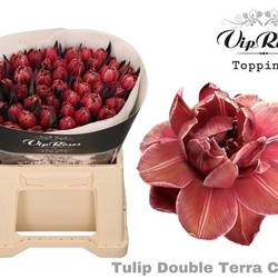 Tulpe gefärbt Double Terra cotta 32 Gramm