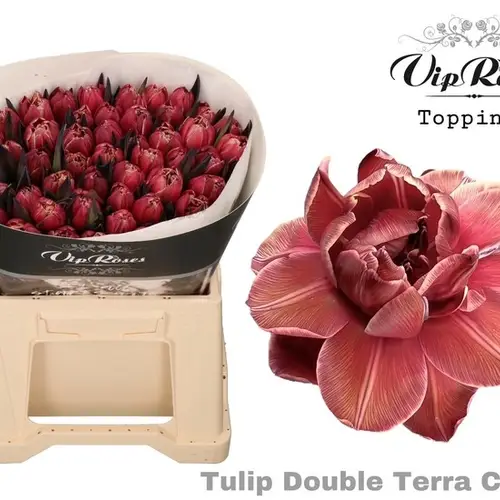 Tulpe gefärbt Double Terra cotta 32 Gramm