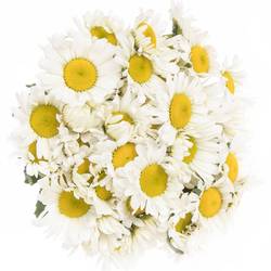 Margerite weiss 50cm