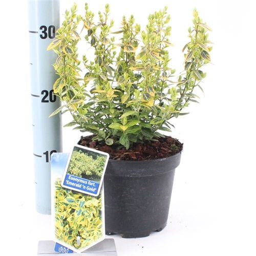 Euonymus Emerald T17 H20