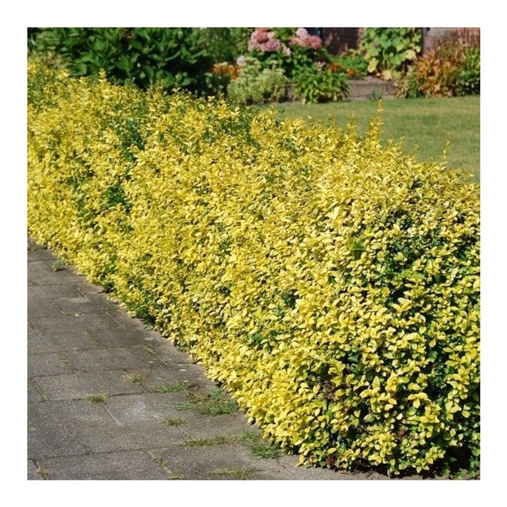 Euonymus Emerald T17 H20