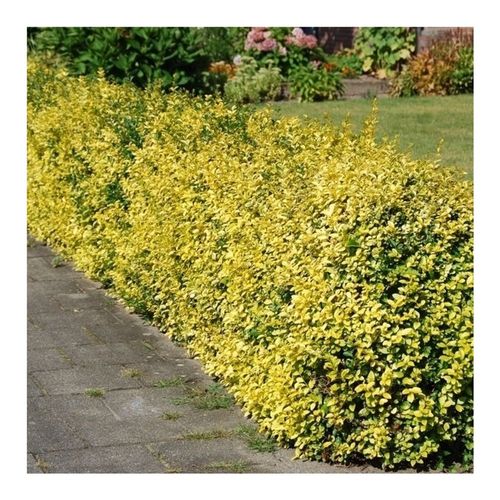 Euonymus Emerald T17 H20