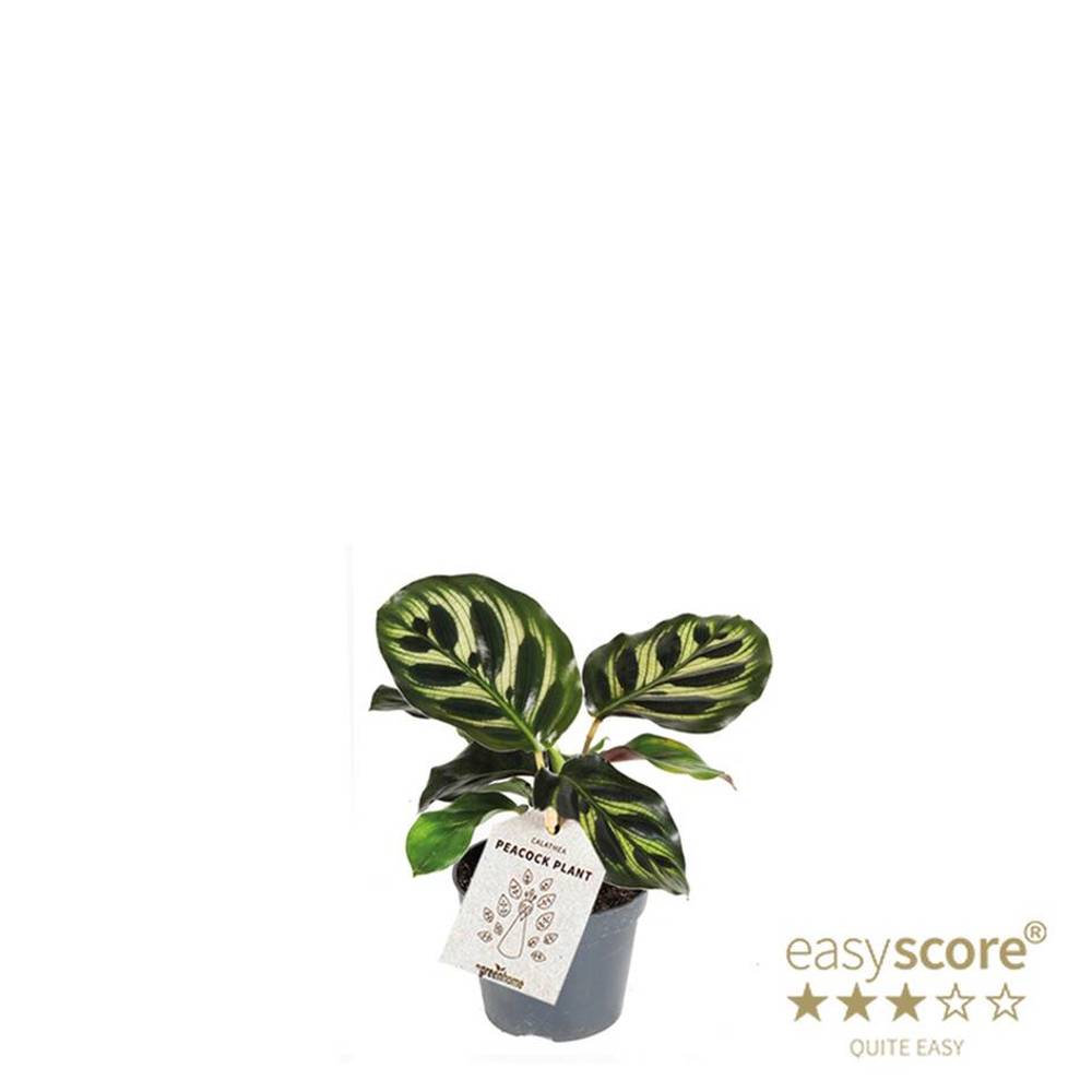Calathea Makoyana T06