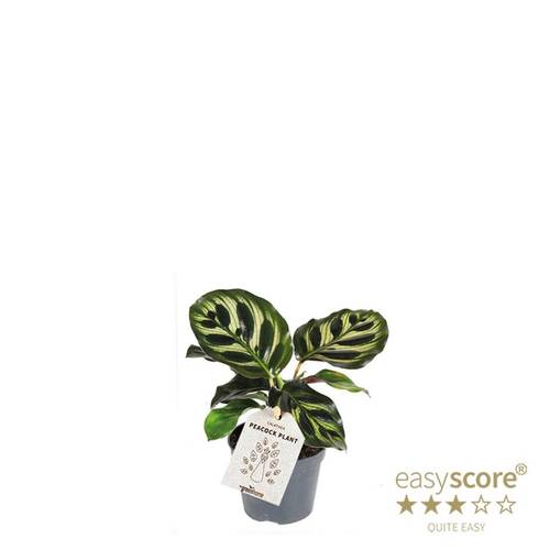 Calathea Makoyana T06