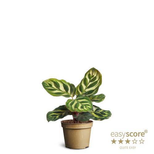 Calathea Makoyana T06