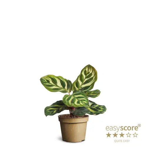 Calathea Makoyana T06