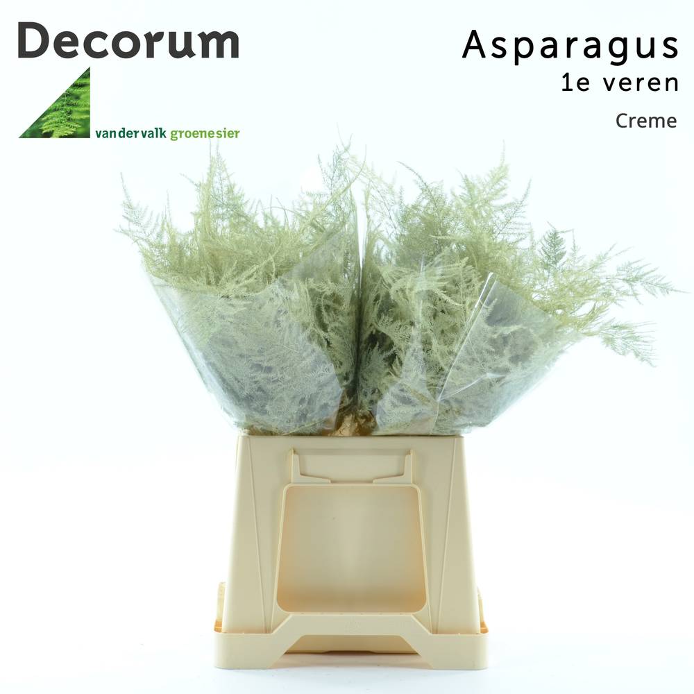 Plumoses creme gefärbt (x25) 45cm