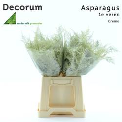 Plumoses creme gefärbt (x25) 45cm